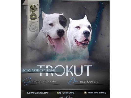 PoulaTo: Dogo Argentino, κουτάβια
